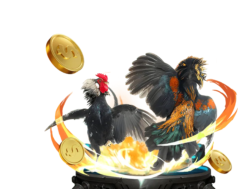 Kèo cược BDD (Hòa) trong đá gà bj66